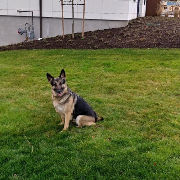 Meet your Posher, Molly - Picture 1 of 1